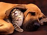 picture of cat with dog